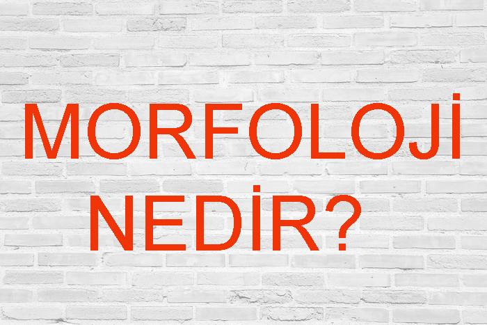 MORFOLOJİ NEDİR? 1