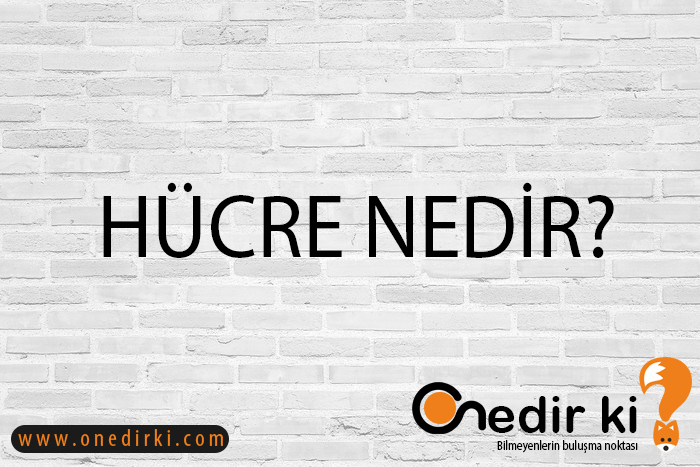 HÜCRE NEDİR? 2