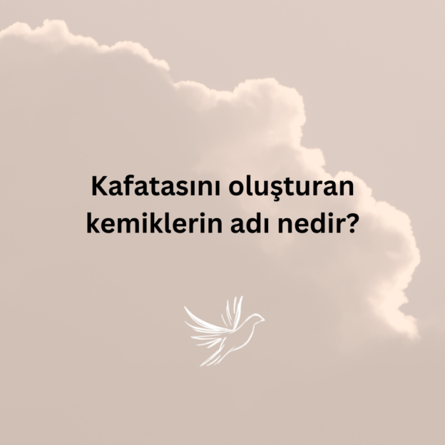 Kafatasını oluşturan kemiklerin adı nedir? 1