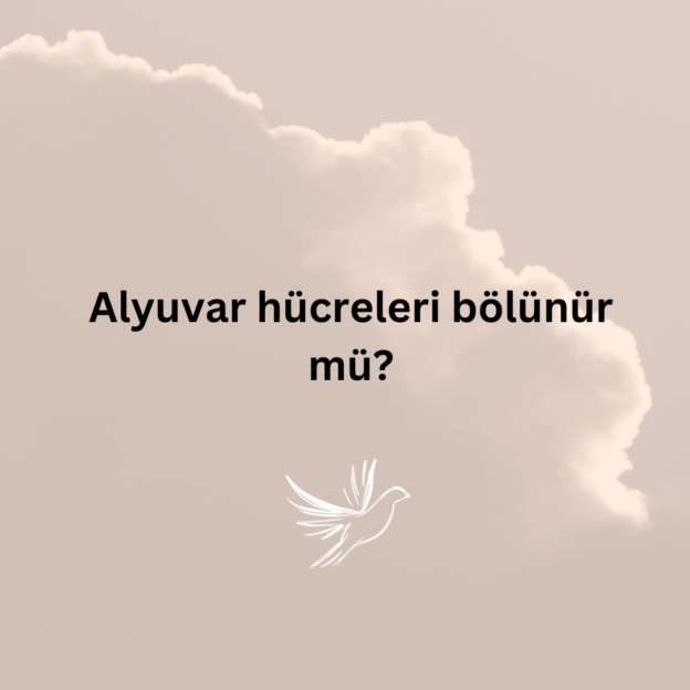 Alyuvar hücreleri bölünür mü? 1