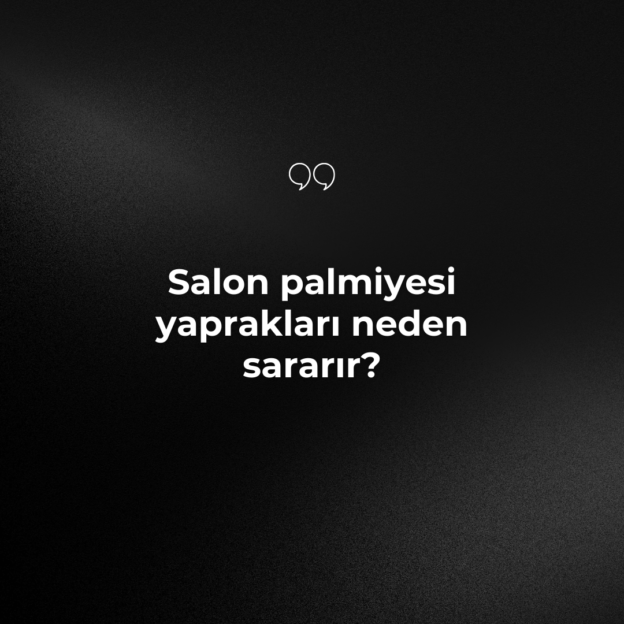 Salon palmiyesi yaprakları neden sararır? 1