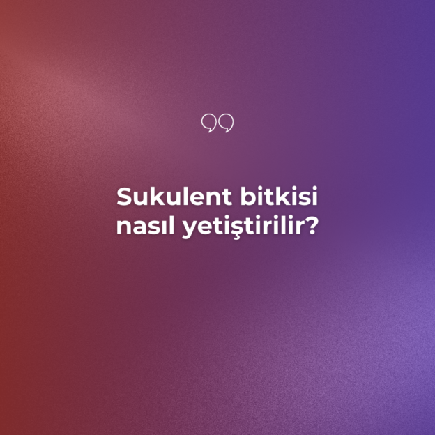 Sukulent bitkisi nasıl yetiştirilir? 1