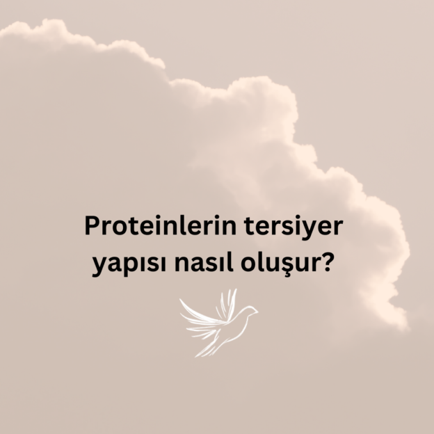 Proteinlerin tersiyer yapısı nasıl oluşur? 1