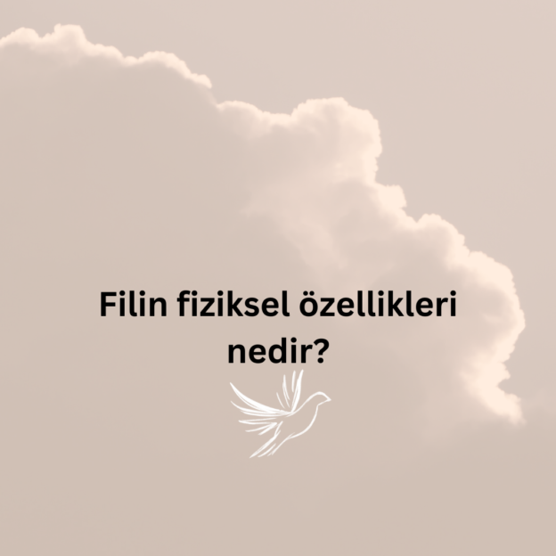 Filin fiziksel özellikleri nedir? 1