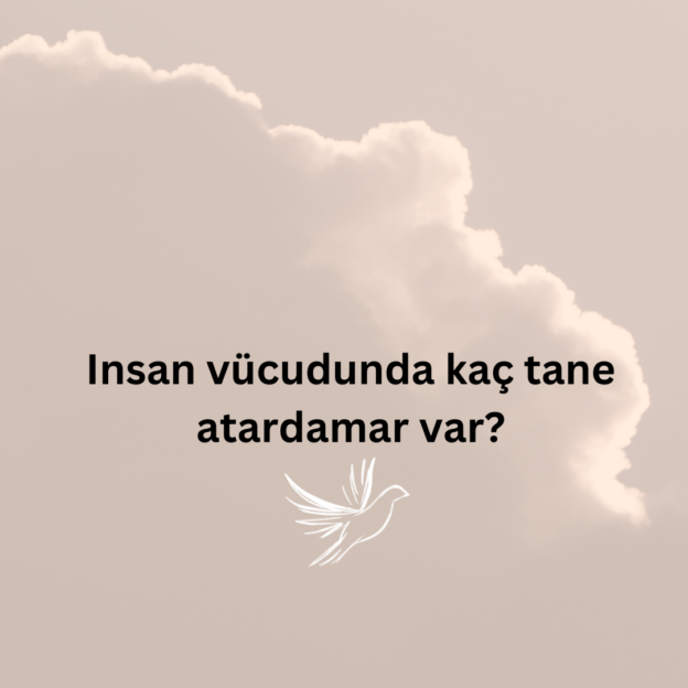 Insan vücudunda kaç tane atardamar var? 1