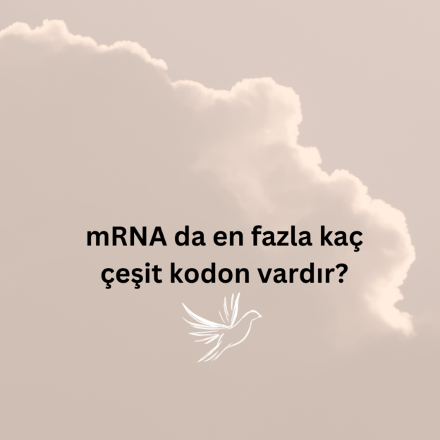 mRNA da en fazla kaç çeşit kodon vardır? 1