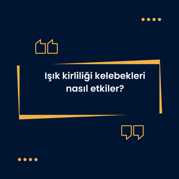 Işık kirliliği kelebekleri nasıl etkiler? 1