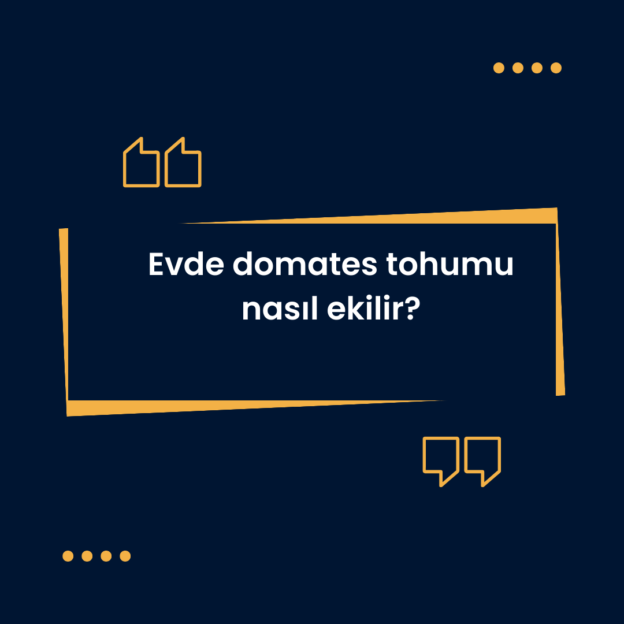 Evde domates tohumu nasıl ekilir? 1