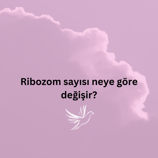 Ribozom sayısı neye göre değişir? 1