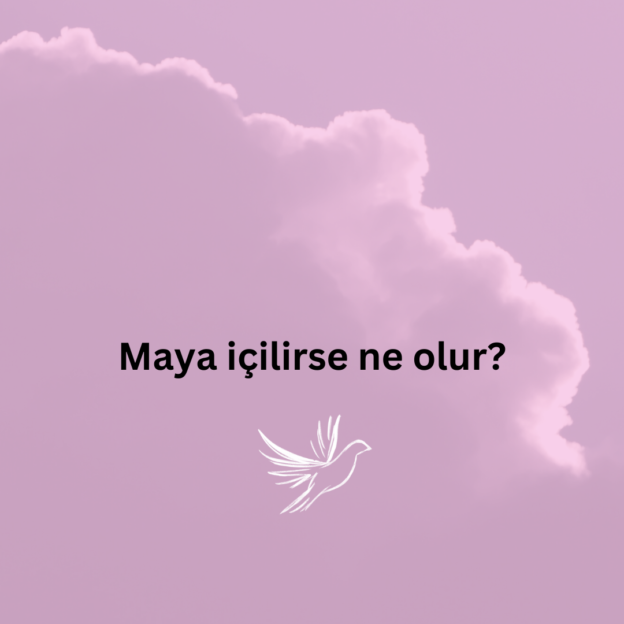 Maya içilirse ne olur? 1