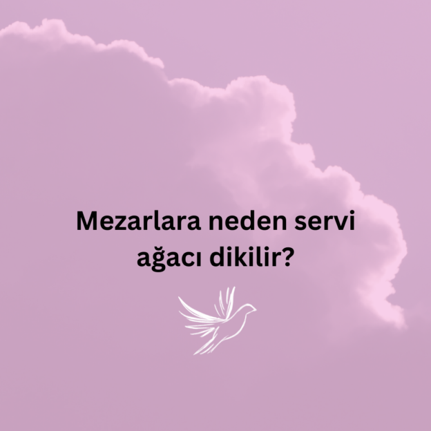 Mezarlara neden servi ağacı dikilir? 1