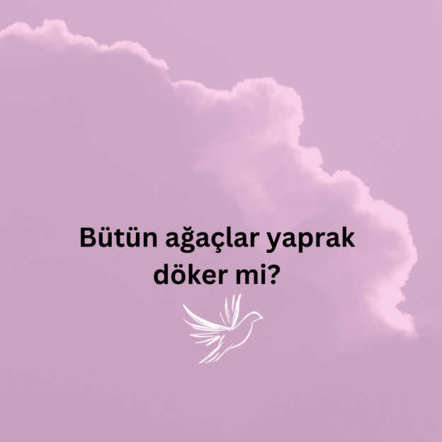 Bütün ağaçlar yaprak döker mi? 1