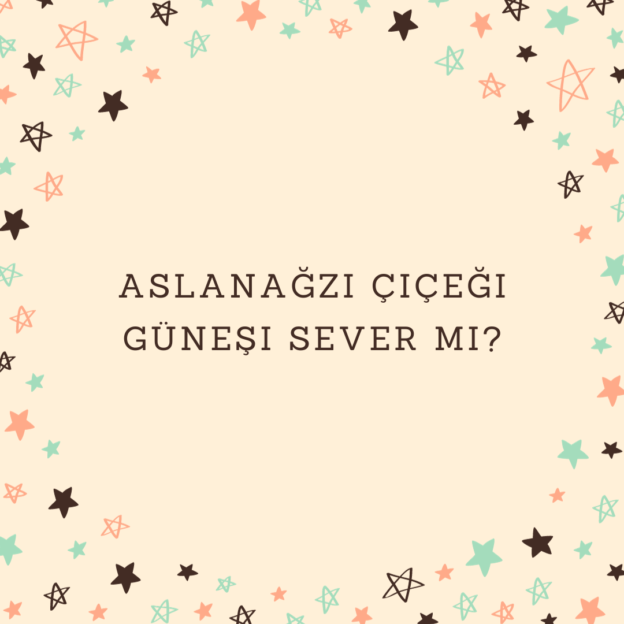 Aslanağzı çiçeği güneşi sever mi? 1