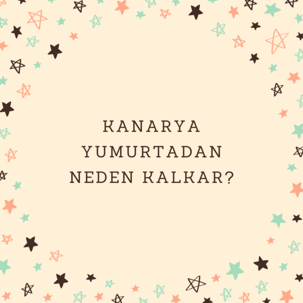 Kanarya yumurtadan neden kalkar? 1