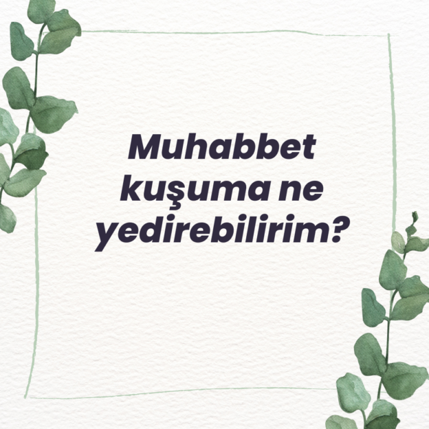 Muhabbet kuşuma ne yedirebilirim? 1