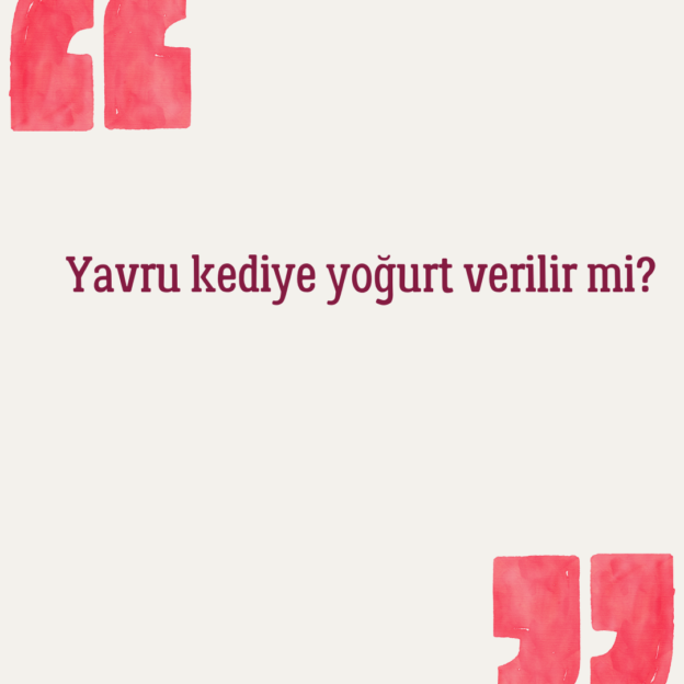 Yavru kediye yoğurt verilir mi? 1