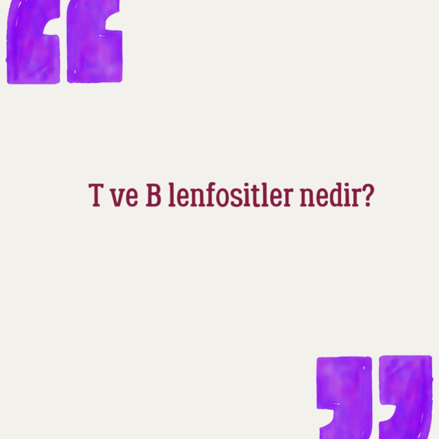 T ve B lenfositler nedir? 1