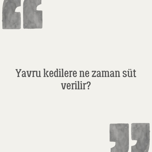 Yavru kedilere ne zaman süt verilir? 1