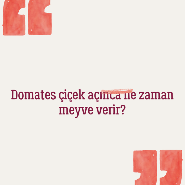 Domates çiçek açınca ne zaman meyve verir? 1