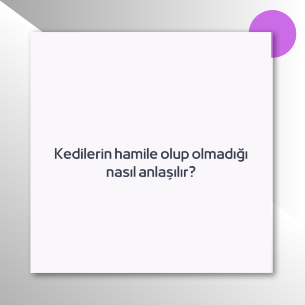 Kedilerin hamile olup olmadığı nasıl anlaşılır? 1