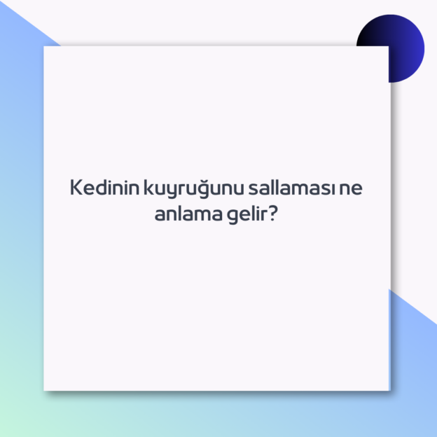 Kedinin kuyruğunu sallaması ne anlama gelir? 1