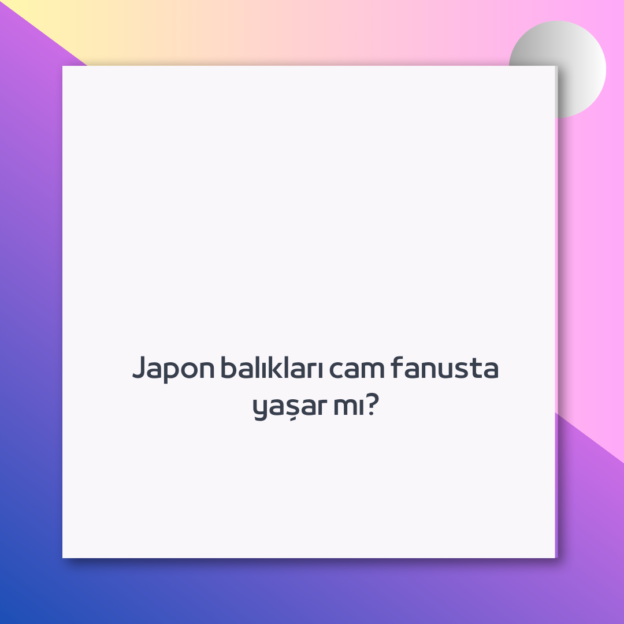 Japon balıkları cam fanusta yaşar mı? 1