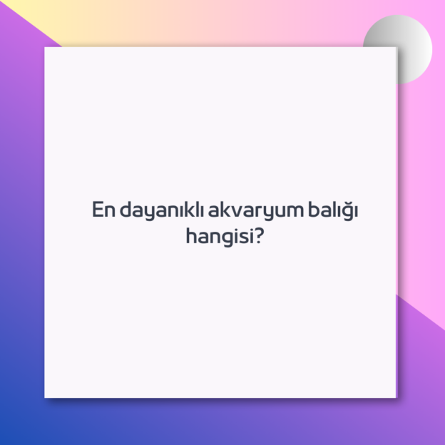 En dayanıklı akvaryum balığı hangisi? 1