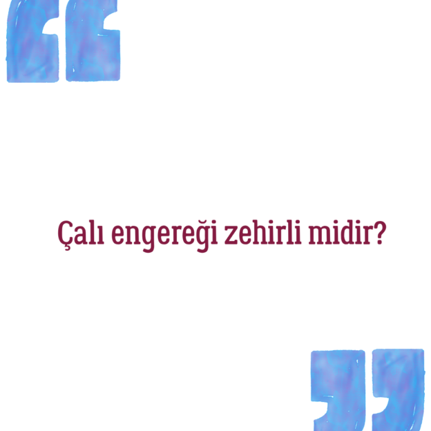 Çalı engereği zehirli midir? 1