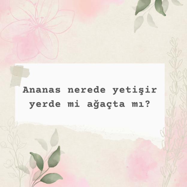 Ananas nerede yetişir yerde mi ağaçta mı? 1