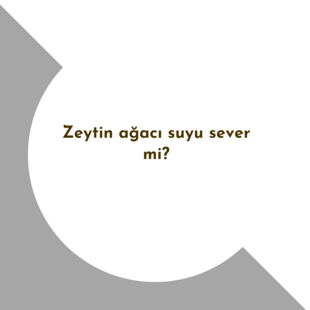 Zeytin ağacı suyu sever mi? 1