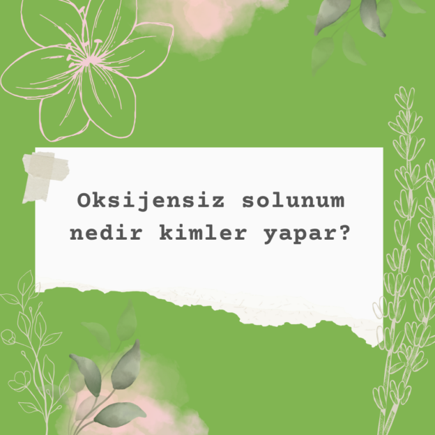 Oksijensiz solunum nedir kimler yapar? 1