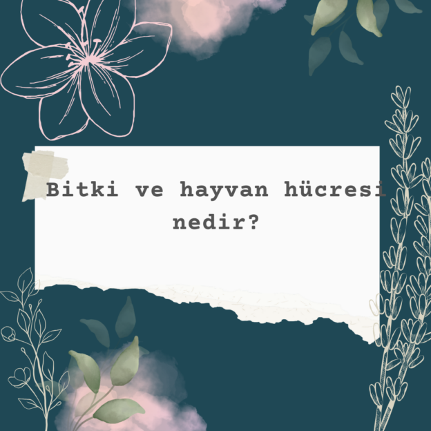 Bitki ve hayvan hücresi nedir? 1