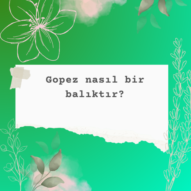 Gopez nasıl bir balıktır? 1