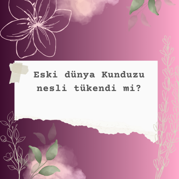 Eski dünya Kunduzu nesli tükendi mi? 2