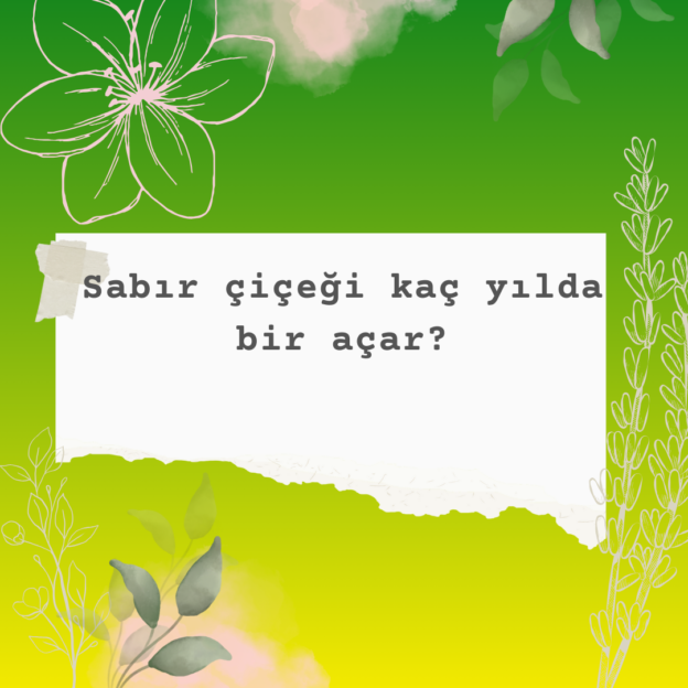 Sabır çiçeği kaç yılda bir açar? 5