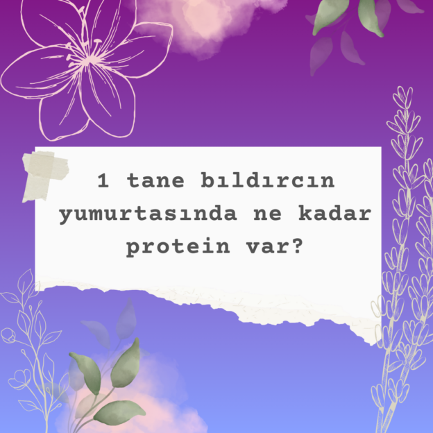 1 tane bıldırcın yumurtasında ne kadar protein var? 2