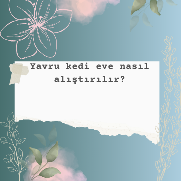 Yavru kedi eve nasıl alıştırılır? 1