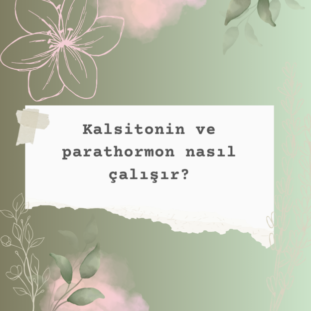 Kalsitonin ve parathormon nasıl çalışır? 1